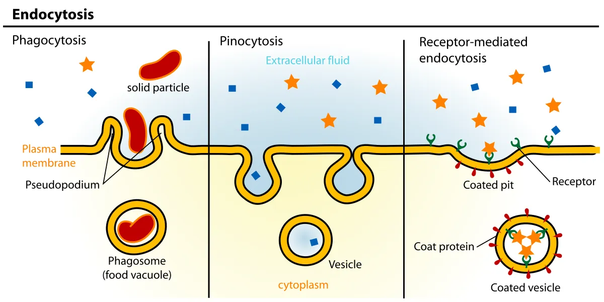 Endocytosis diagram
